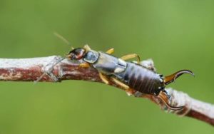 An earwig found in Eastern TN - Johnson Pest Control