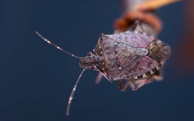 What brown marmorated stink bugs look like in Eastern TN - Johnson Pest Control