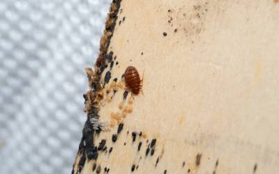 Study ID's Several Bed Bug Repellents That Could Keep Your Luggage Pest-Free