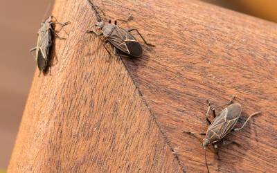 Boxelder bugs in Eastern TN - Johnson Pest Control
