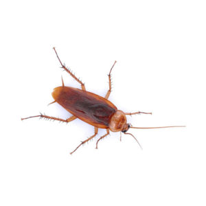 American cockroach identification and habitat in Eastern Tennessee - Johnson Pest Control
