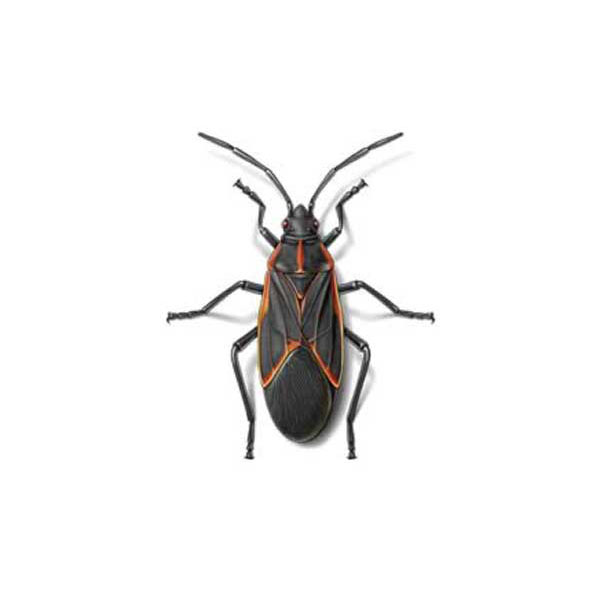 Stink Bug Identification, Habits & Behavior