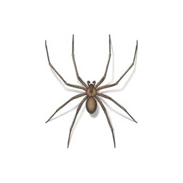 Brown recluse spiders in Eastern Tennessee