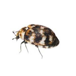 Varied Carpet beetles in Eastern Tennessee