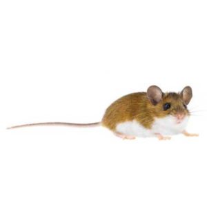 Deer mouse identification and habitat in Sevierville and Eastern Tennessee - Johnson Pest Control