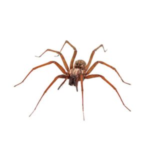 House spider in Eastern Tennessee - Johnson Pest Control