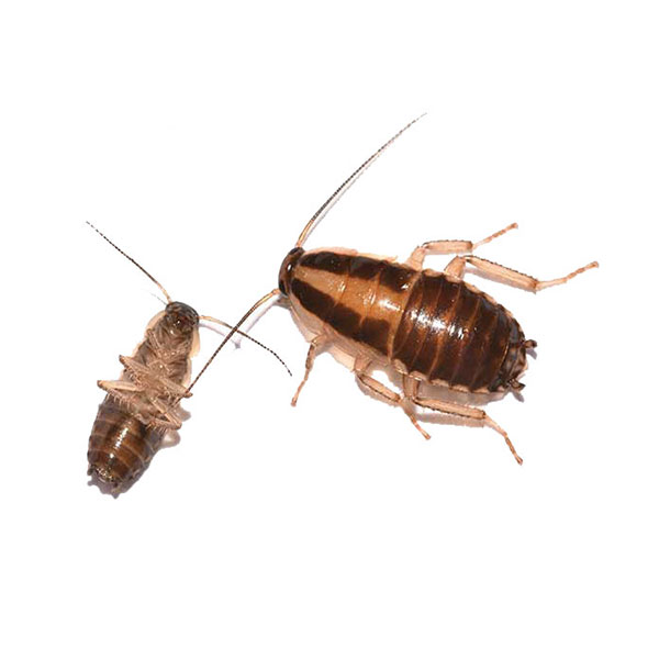 German cockroach identification and information in Eastern Tennessee - Johnson Pest Control