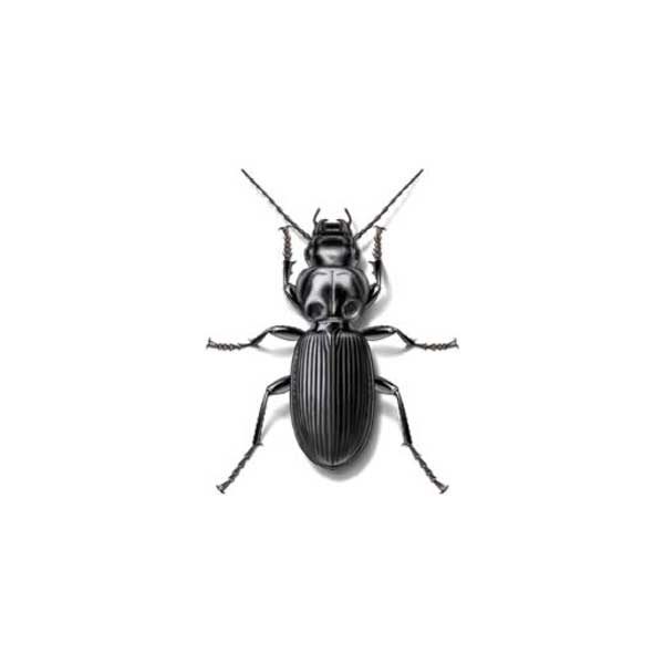 ground beetles in Eastern Tennessee