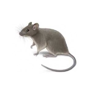 House mouse identification and information in Sevierville TN - Johnson Pest Control