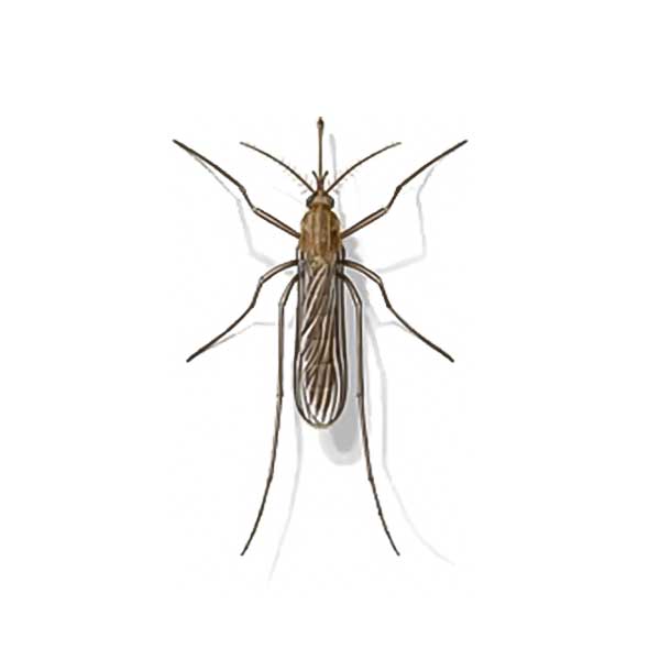 Mosquito Identification Habits Behavior Johnson Pest Control