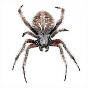 Orb weaver spiders in Eastern Tennessee