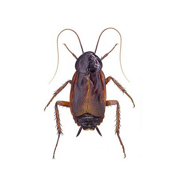 Oriental cockroach identification and information in Eastern Tennessee - Johnson Pest Control