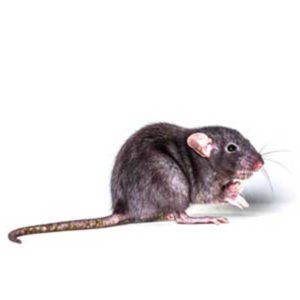 Roof rat identification and habitat in Sevierville TN - Johnson Pest Control