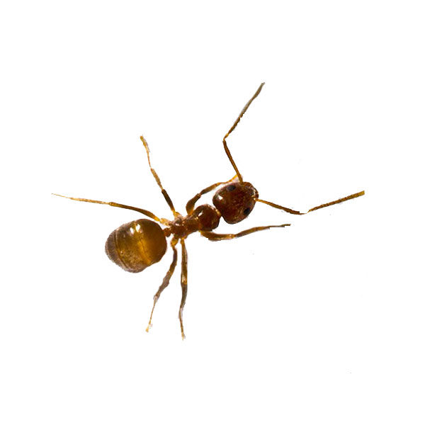 tawny crazy ants in Eastern Tennessee