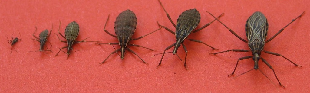 The Kissing Bug growth stages