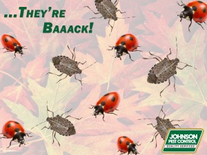 Ladybug & stink bug treatement
