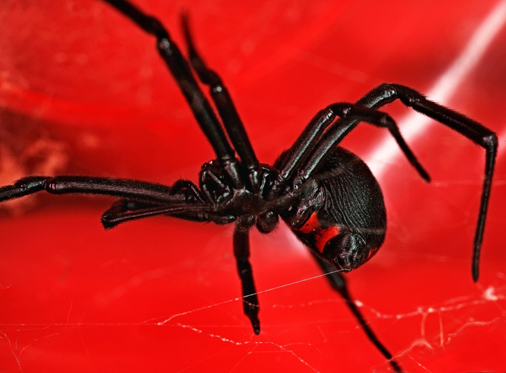 Black Widow Spider | Pictures of Spiders