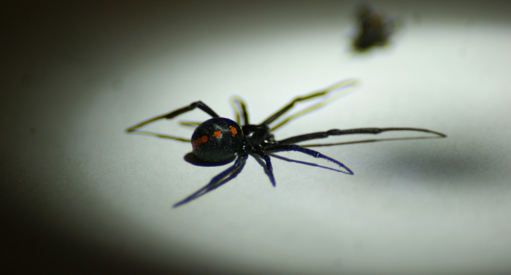 Black Widow Spider | Pictures of Spiders
