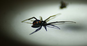 What Makes Black Widows Poisonous | Johnson Pest Control