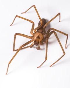 Brown Recluse Spiders Everywhere in Tennessee