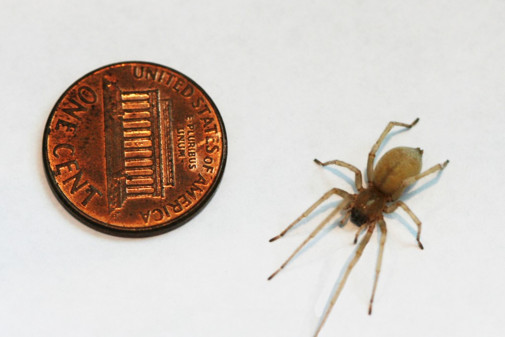 Cellar Spider and Coin