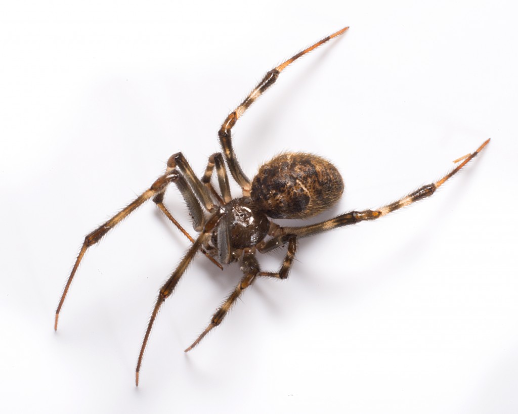 House Spider | Pictures of Spider