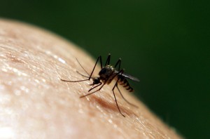 Mosquito Bites Continue Into Fall