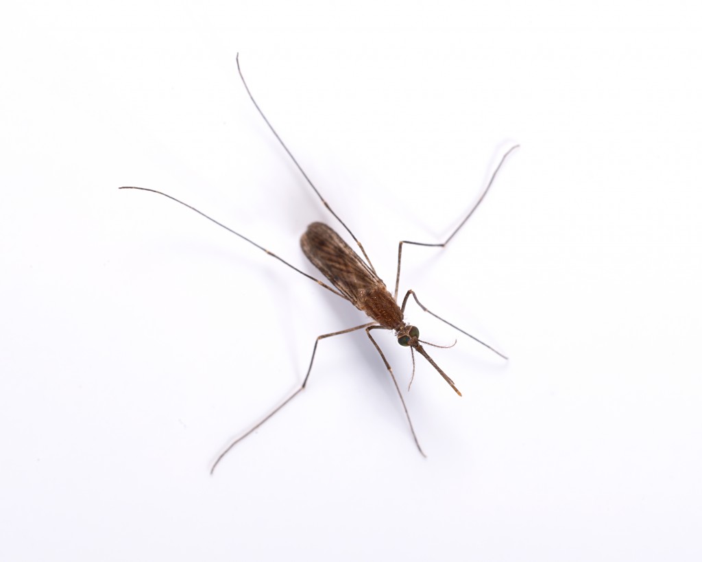 Mosquito Prevention - Johnson Pest Control