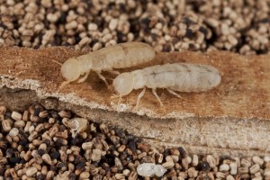 Termite Facts and Termite Prevention Tips for Eastern TN - Johnson Pest Control