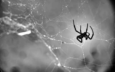 Find out if spiders are dangerous from Johnson Pest Control in Sevierville Tennessee