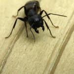 Carpenter ant identification in Sevierville TN - Johnson Pest Control