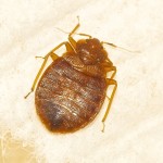 Bed Bug Pictures - Johnson Pest Control