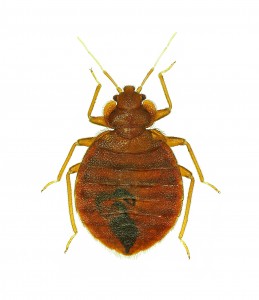 Bed Bug Research