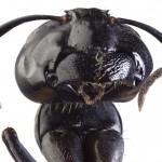 Carpenter ant close up - Johnson Pest Control in Sevierville TN
