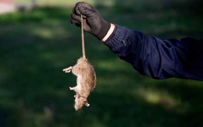 Learn the dangers of rodents in Tennessee with help from Johnson Pest Control in Knoxville and Sevierville