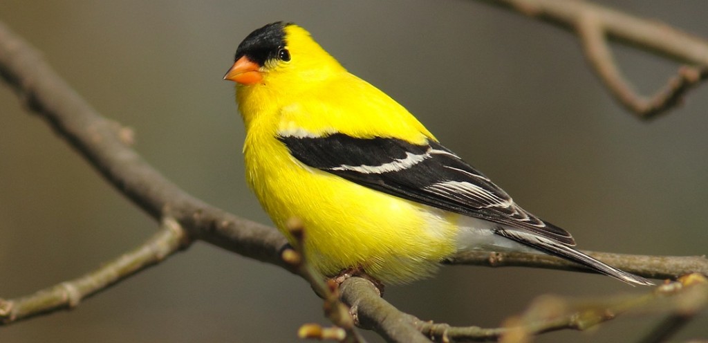 American Goldfinch | east tennessee birds | Johnson Pest Control