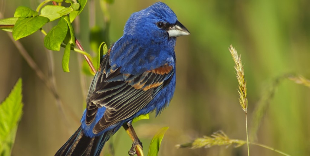 Blue Grosbeak | east tennessee birds | Johnson Pest Control