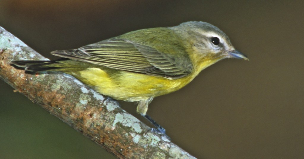 Tennessee Warbler | east tennessee birds | Johnson Pest Control