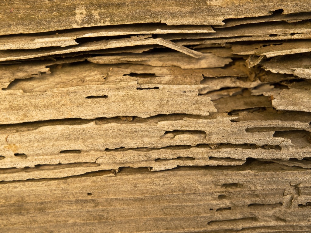 termite infested wood close up.