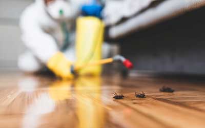 Find out when it's time to call a cockroach exterminator like Johnson Pest Control in Sevierville Tennessee.
