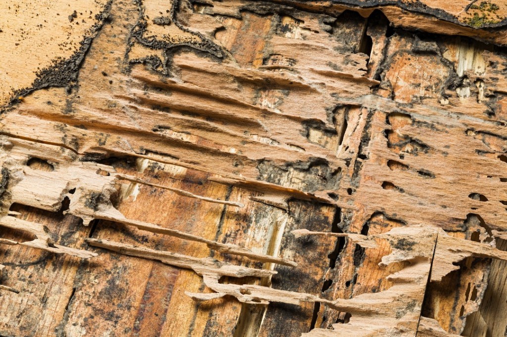 What Do Termites Look Like? Johnson Pest Control Exterminators Sevierville