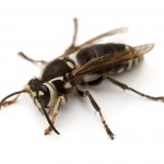 Bald Faced Hornet - Johnson Pest Control