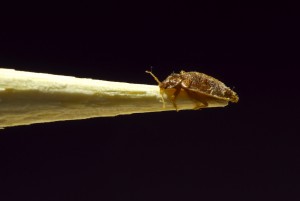 Bed Bug Inspection | bed bug on a probe stick | Johnson Pest Control