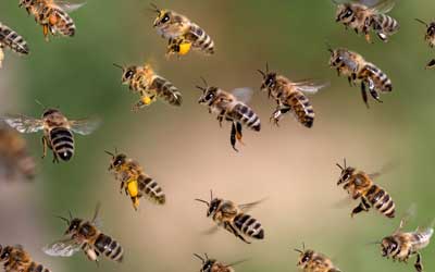 Identify when you have a bee issue at Johnson Pest Control in Sevierville and Knoxville Tennessee.