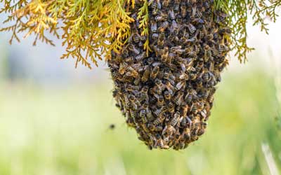 How to remove a bee nest with Johnson Pest Control in Sevierville and Knoxville Tennessee.