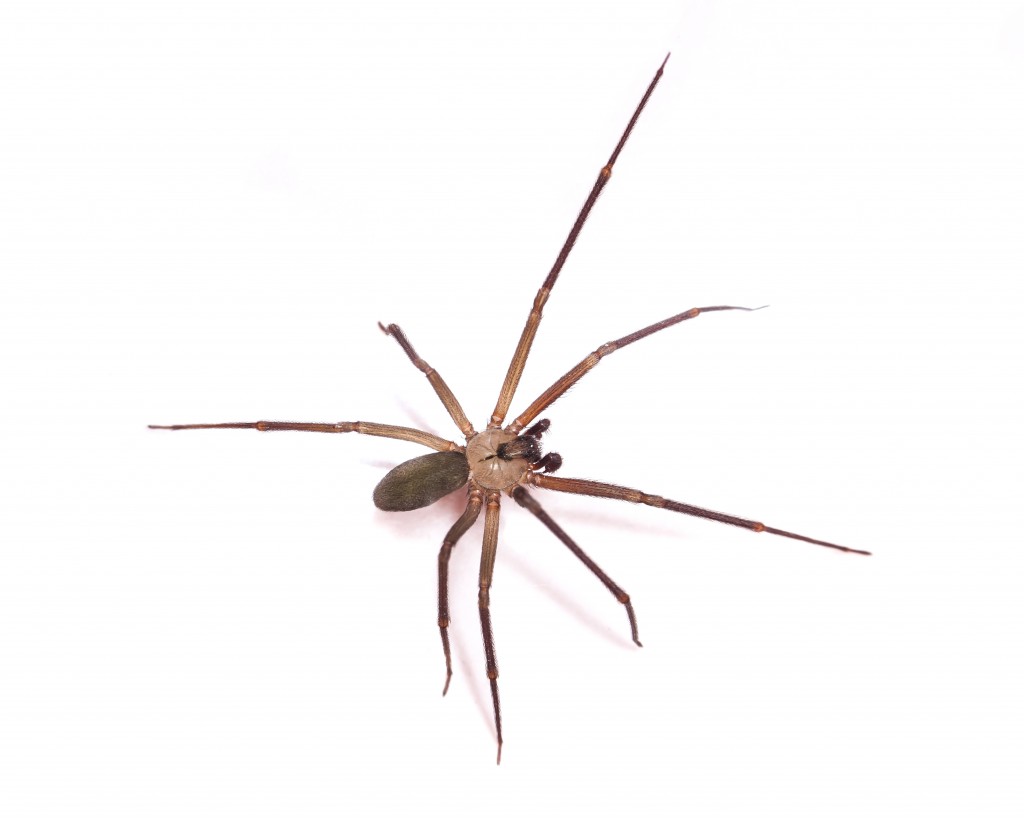 Brown Recluse Pictures | Johnson Pest Control
