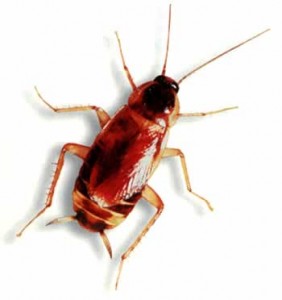 Cockroach Combat