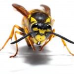 Yellow Jacket Hornet - Johnson Pest Control