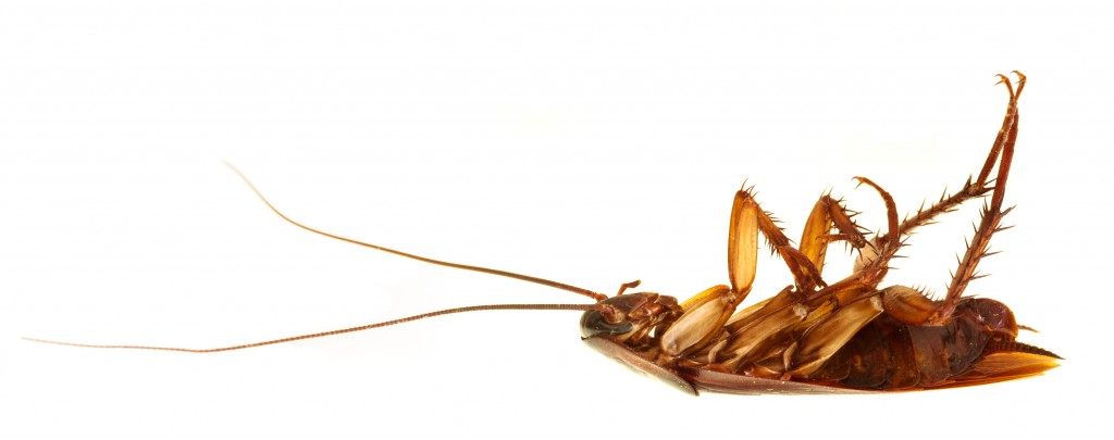 Questions Que Vous n'avez Jamais Pensé Poser Sur Les Cafards / Johnson Pest...'ve Never Thought to Ask About Roaches | Johnson Pest ...