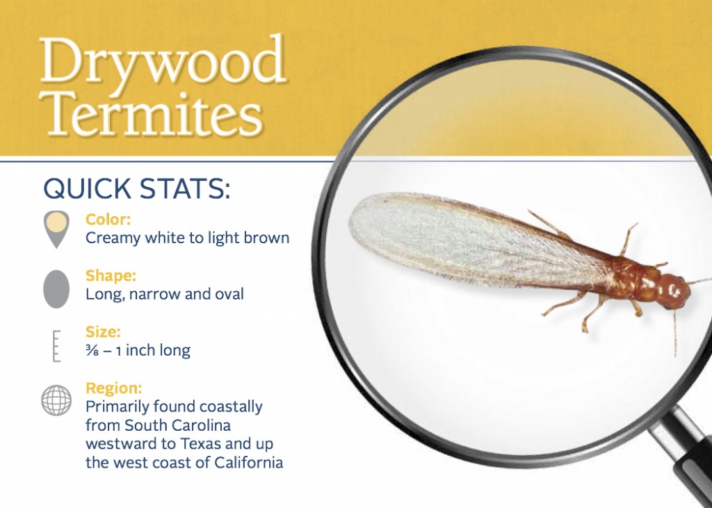 Drywood Termites Indentification